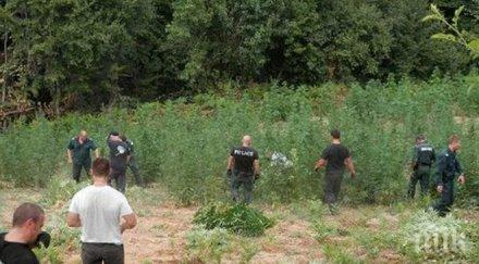 ослен криводол отглеждат канабис