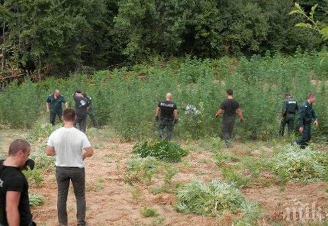 В Ослен Криводол си отглеждат канабис