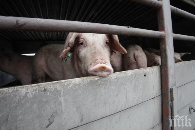 ЕС е загубил €580 млн. заради руското ембарго над свинското
