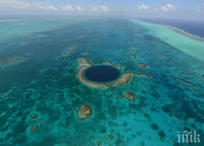 Площта на кораловите рифове се топи страшно бързо