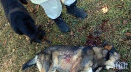 пиян разби главата куче деца