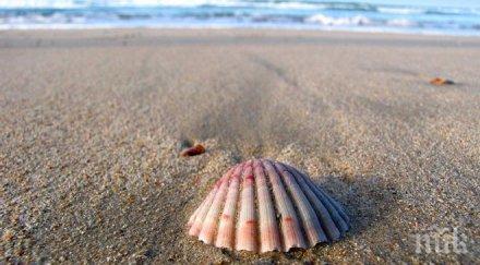 невероятно тест миди показва каква личност сте