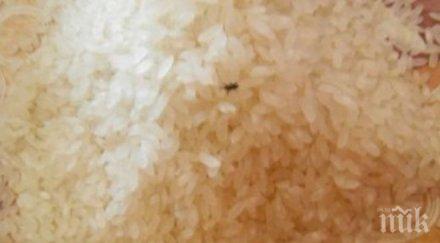 поредно безумие ориз екстра буболечки появи магазините снимка