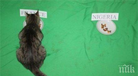 казахстанска котка позна резултата всички мачове световното снимка