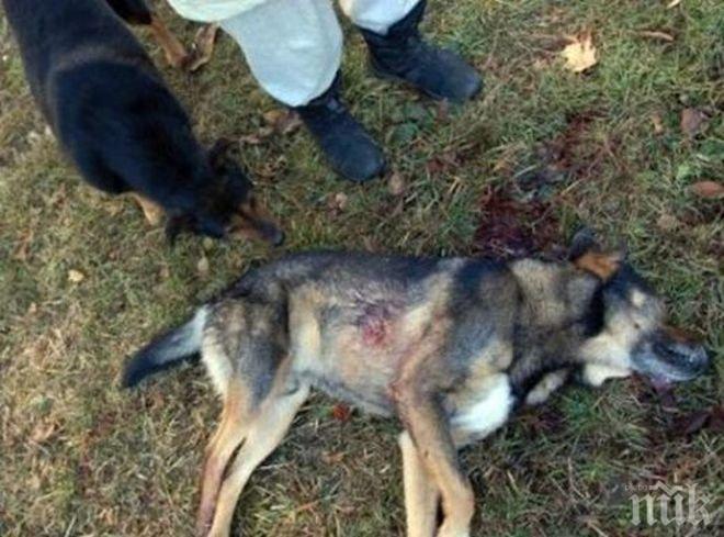 Пиян разби главата на куче пред деца
