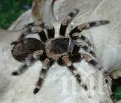 Тарантули изпълзяха заради затоплянето