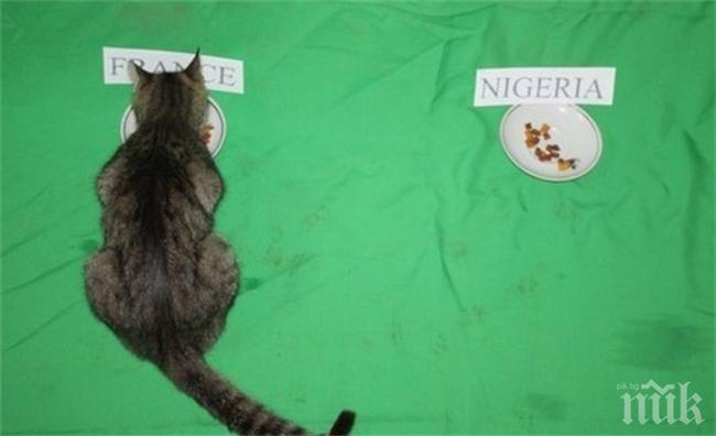 Казахстанска котка позна резултата на всички мачове от Световното (снимка)