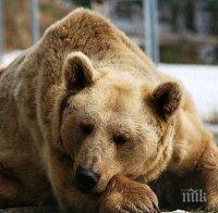 Местят две мечки от пловдивския зоопарк