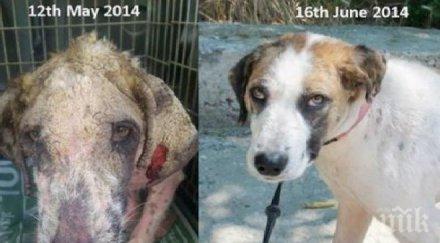 англичани спасиха улично куче смърт