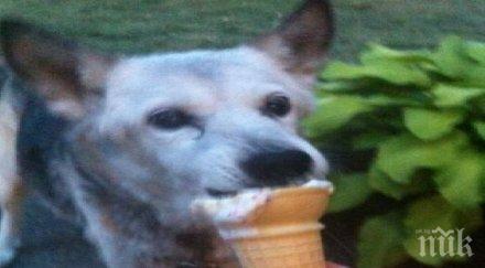 историята разплака милиони вижте последния ден живота кучето мийка снимки