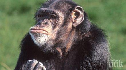 учени дешифрираха значението жестове диви шимпанзета