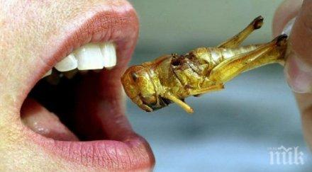 пет вида насекоми влязат менюто