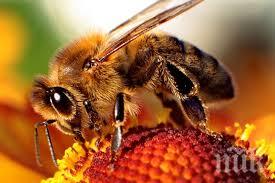 диви пчели нападнаха къщата медальона пловдив