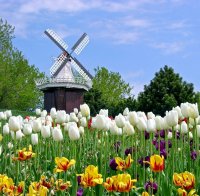 Холандия –  страната на сирената и лалетата