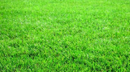 райграсът коси редовно