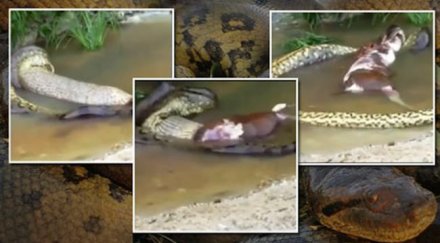 гигантска анаконда изплюва цяло животно видео