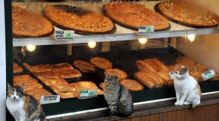 бургас води неравна битка уличните котки