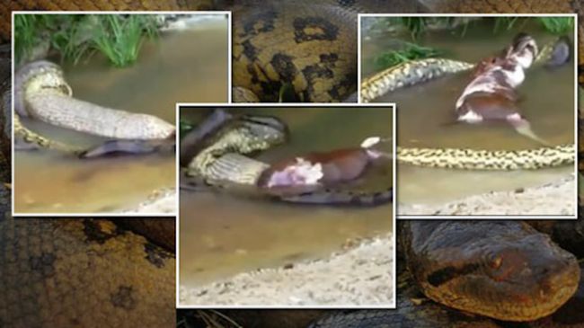 Гигантска анаконда изплюва цяло животно (видео)