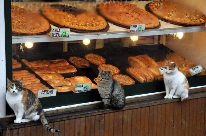 Бургас води неравна битка с уличните котки