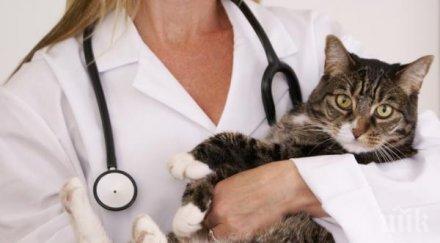 протестиращи ветеринари предупредиха опасност епидемии