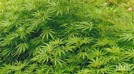 476 зелен сух канабис откриха петричко