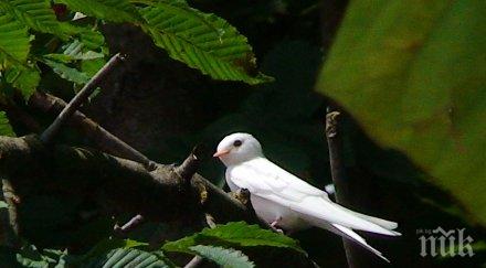 бяла лястовица появи село крайново
