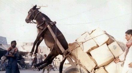 зачестяват нарушенията пътя каруци