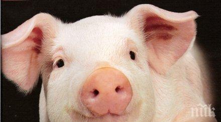 швейцария спира вноса прасета българия румъния заради опасения свински грип