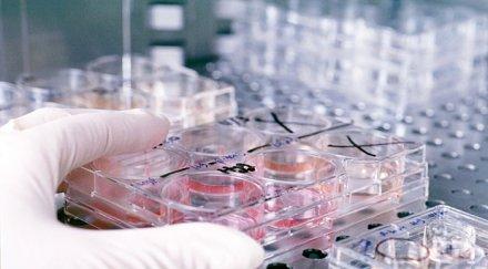 японски учени първи път успяха отгледат ракови стволови клетки