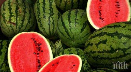 производителите дини фалит цената срина