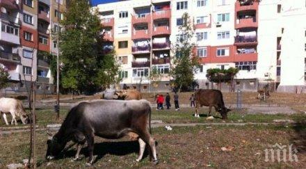 затвориха всички пазари живи животни старозагорско