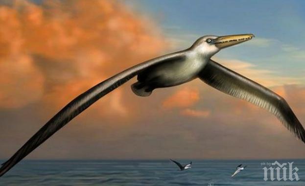 Откриха най-голямата птица, живяла на земята