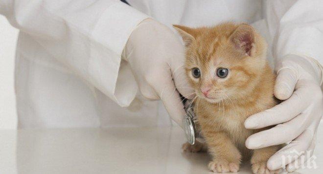 Ветеринарните лекари излизат на протест