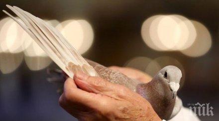 буря отвя състезателен гълъб родопите