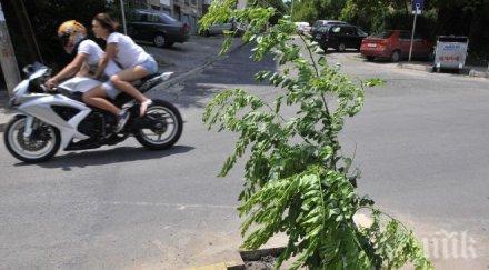 301 тона листа клони почистени бурите софия