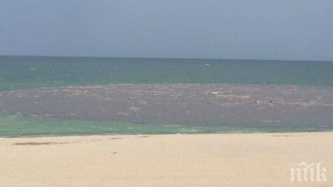 Полицаи по джапанки ни пазят на морето