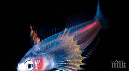 риботерапията лекува високо кръвно диабет депресия