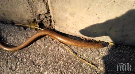 змия вдигна крак обитателите пернишки блок
