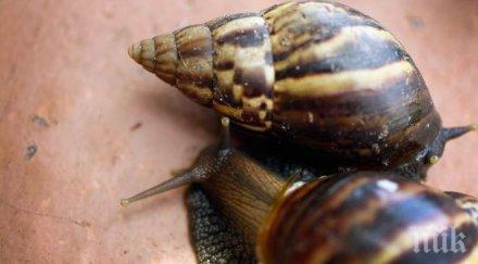 сащ заловиха пратка опасни охлюви