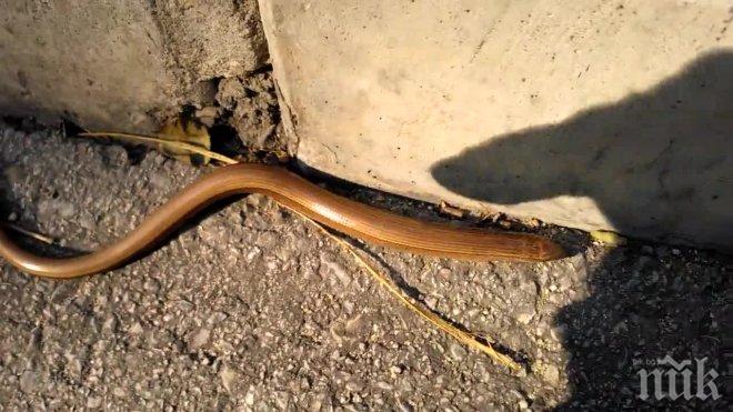 Змия вдигна на крак обитателите на пернишки блок