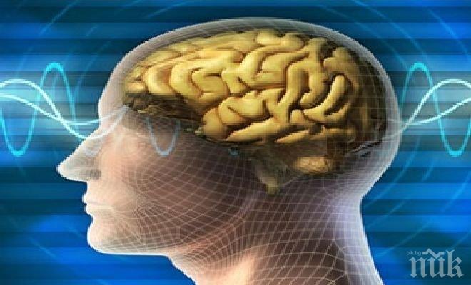 Учени разбраха как да изключат мозъка