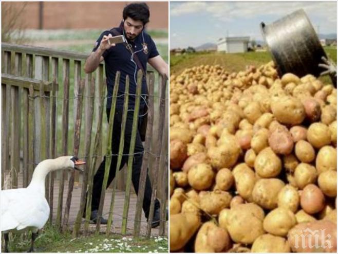 Само в ПИК! Спонсор на отбор предложи на футболист - фен на лебедите, 300 кг картофи за заплата