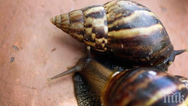 САЩ заловиха пратка опасни охлюви