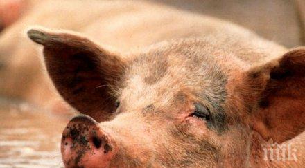 седем души загинаха удавиха септичната яма свинеферма полша