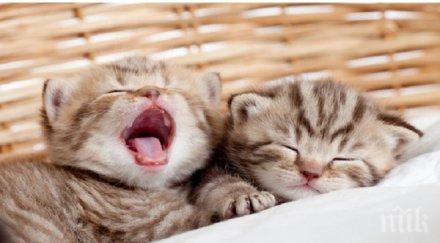 пиян тръгна спасява коте благоевград падна погуби