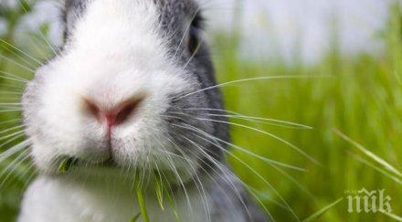 младежи откраднаха заека били гладни