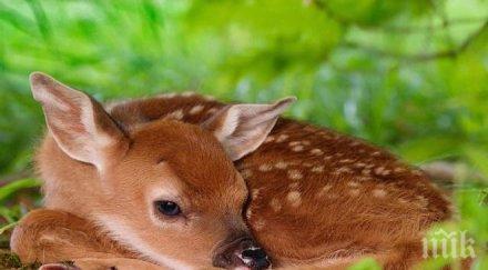 осиновиха бебета варненския зоопарк