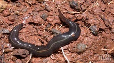 създадоха червей напие