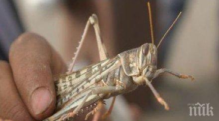 йемен борят скакалците ядат