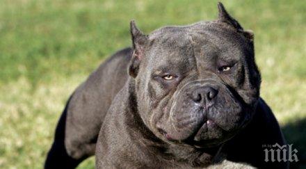 мъжът заклал питбула варна избирах жена животното